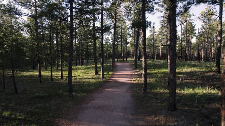 Monarch Butterfly in Pine Forest Drone Follow 4K features a drone flying through a pine forest following a monarch butterfly.