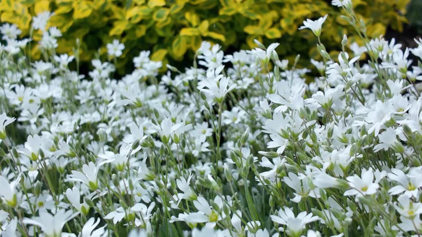 Light breeze sways the flowers cerastium tomentosum and the bush spindel tree in the flowerbed in the garden, flower background
