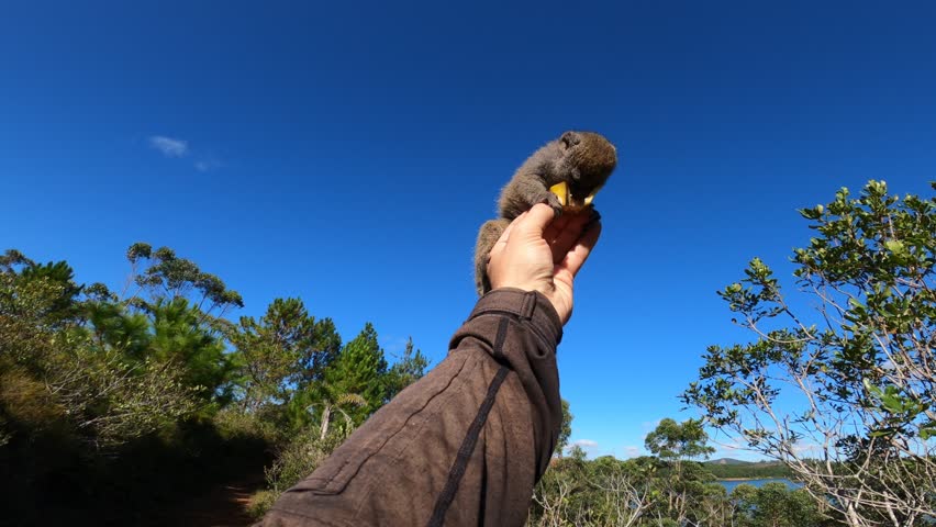 A baby gray lemur eats a piece of banana sitting on a tourist  outstretched hand against blue sky, Madagascar
