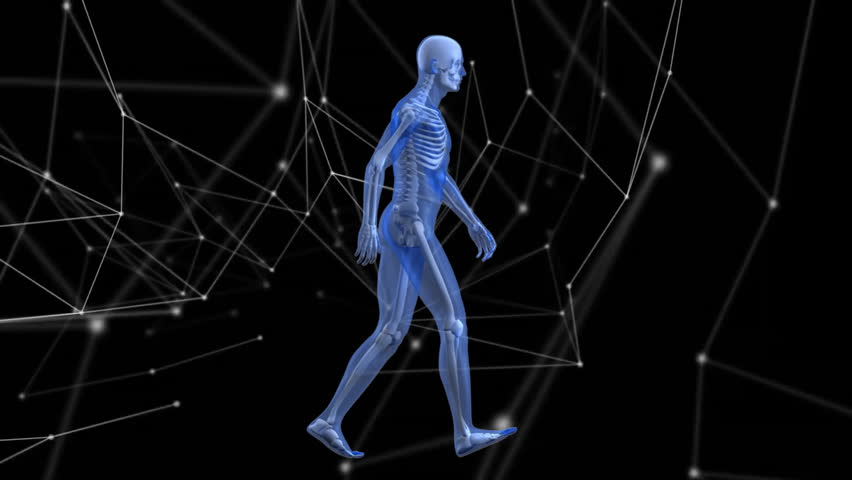 Shifting weight initiating translucent blue skeleton walking cycle, illustrating joint movement. Anatomical, biomechanics, motion, digital, futuristic, visualization, simulation - Powered by Shutterstock - Get 15% off with code: PIKWIZARD15