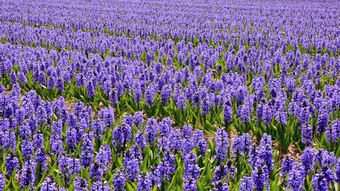 Paths in the violet hyacinth field in the Netherlands