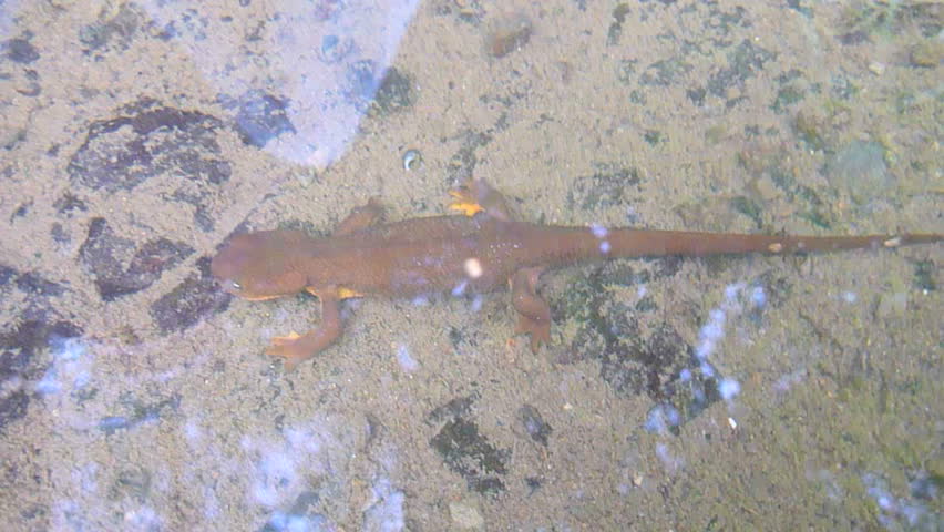 Newt salamander moving underwater in river.