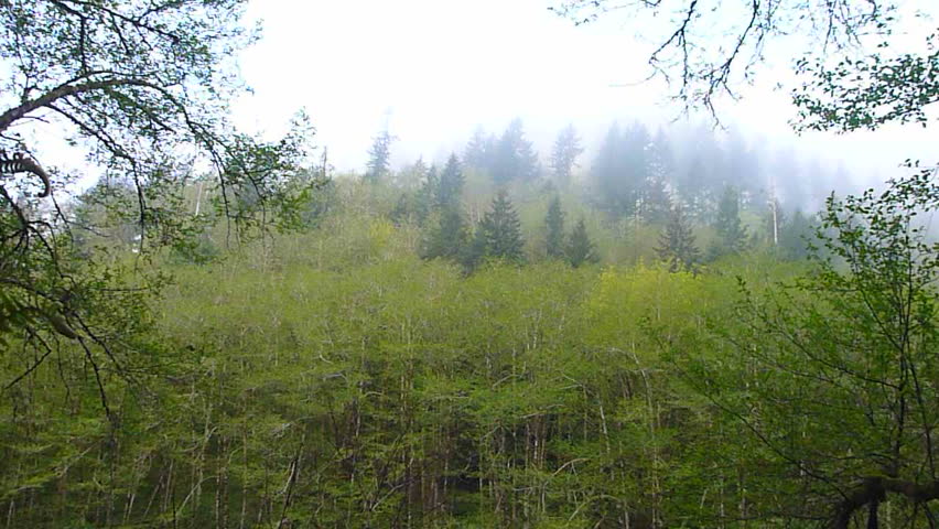 Early morning mist rolls through dense, Oregon forest trees.