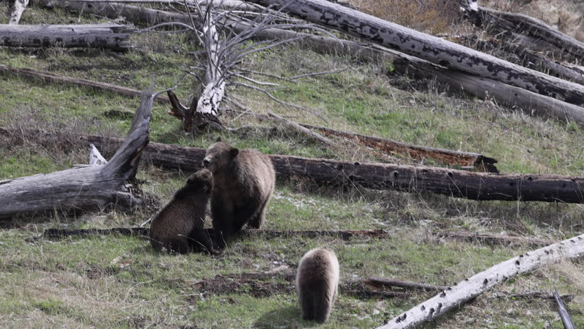 Grizzly Bear Sow and Cubs in Yellowstone National Park in Spring