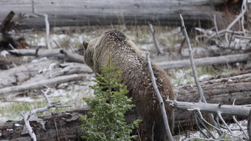 Grizzly Bear Sow and Cubs in Yellowstone National Park in Spring