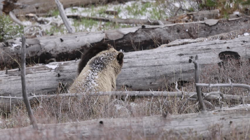 Grizzly Bear Sow and Cubs in Yellowstone National Park in Spring