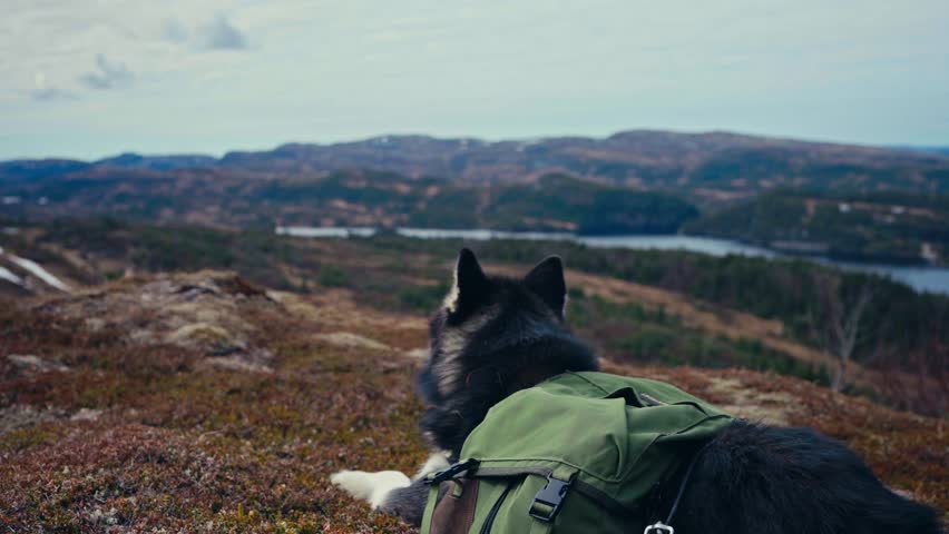 A Dog Wearing a Green Hiking Pack Rests on a Hilltop Overlooking the Scenic Reinsjøen Lake in Åfjord, Trøndelag, Norway - Close Up