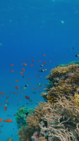 Vertical footage, Diving shot picturesque seascape of an underwater fantastic coral reef with colorful tropical fish, Slow motion, Beautiful living coral gardens and lots of fish swims around