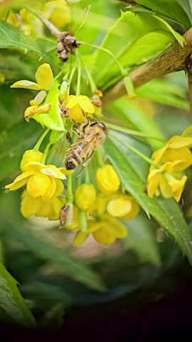Bees pollinate blooming mahonia flowers, drinking nectar in macro slow motion shots with visible body details and soft spring light.