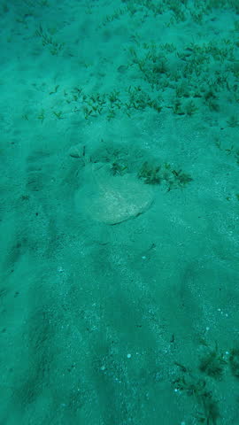 Vertical footage, Camera moves forward approaching from above Electric Ray lies on sandy seabed in bright sun rays in sun glare, Slow motion of Panther Electric Ray, Torpedo panthera