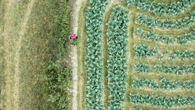 Woman foraging herbs on a narrow path in Tả Phìn, captured from above - Powered by Shutterstock - Get 15% off with code: PIKWIZARD15