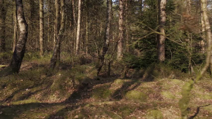 A drone shot of the scenic Farley Moor national forest in Farley town, Derbyshire, England, UK on a sunny day