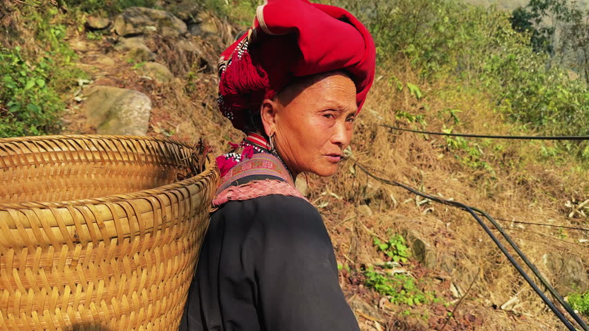 A woman from the Black Dao community expertly forages herbal plants in the lush hills of Sa Pa. Her traditional attire and skill highlight the rich cultural heritage linked to natural remedies.