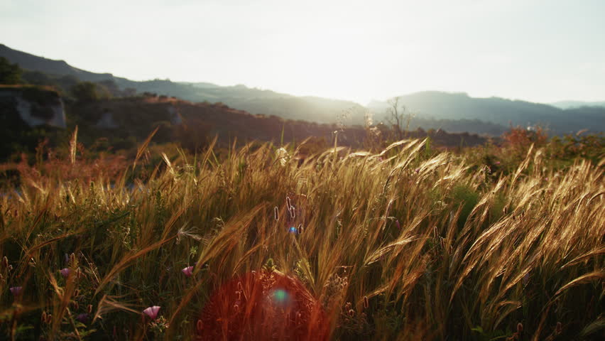 Landscape With Wheat Ears At Sunset In Calabria Silhouette Of Mountains Nature
