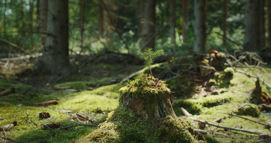 Newly planted pine sapling growing on top of a mossy tree stump in the middle of the forest