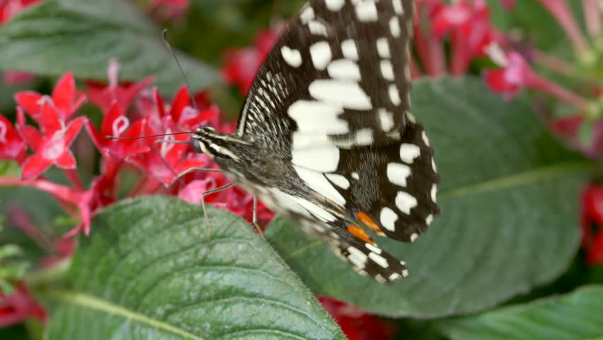A closeup footage of a citrus swallowtail butterfly (Papilio demodocus) feeding on the nectar of a red flower in the garden during daytime