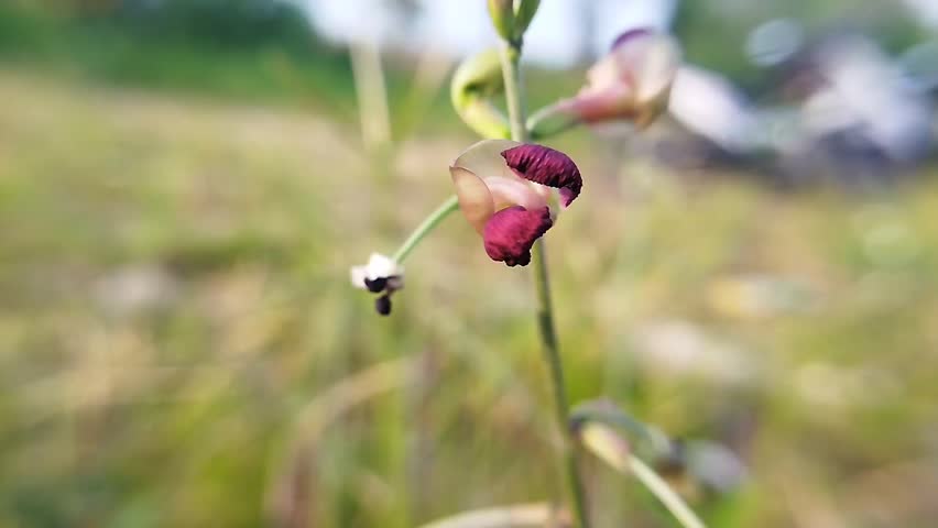 Beautiful blooming flowers sway in the breeze in the bright outdoor setting, highlighting the intricate beauty of nature.