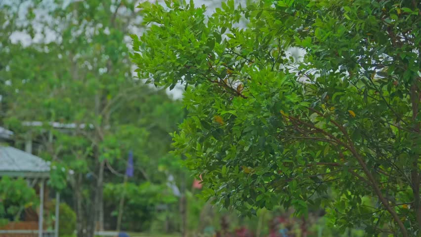 A closeup shot of the green-leafed plants in the park against blurred background during a cloudy daytime