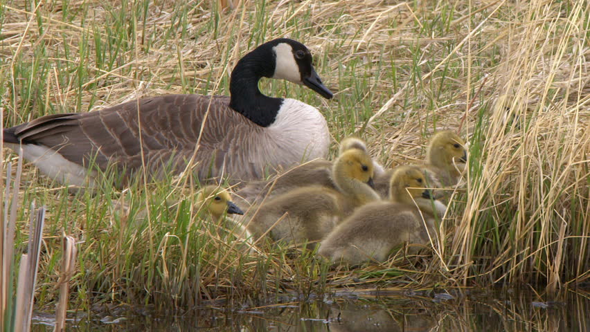 Adult goose and fluffy goslings preen plumage by edge of wetland pond
