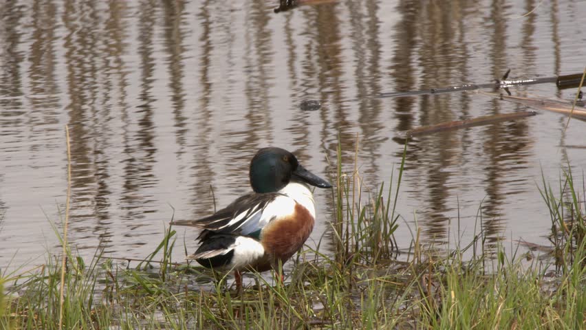 Northern Shoveler duck preens and scratches on wetland pond shore