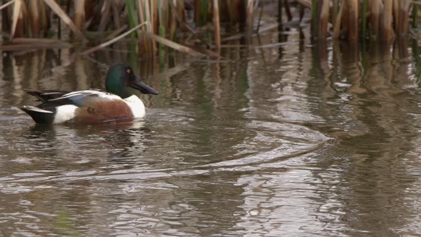 Duck in marsh pond: Floating Northern Shoveler scratches itchy bill
