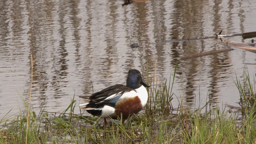 Duck preening plumage: Northern Shoveler on wetland shoreline grass