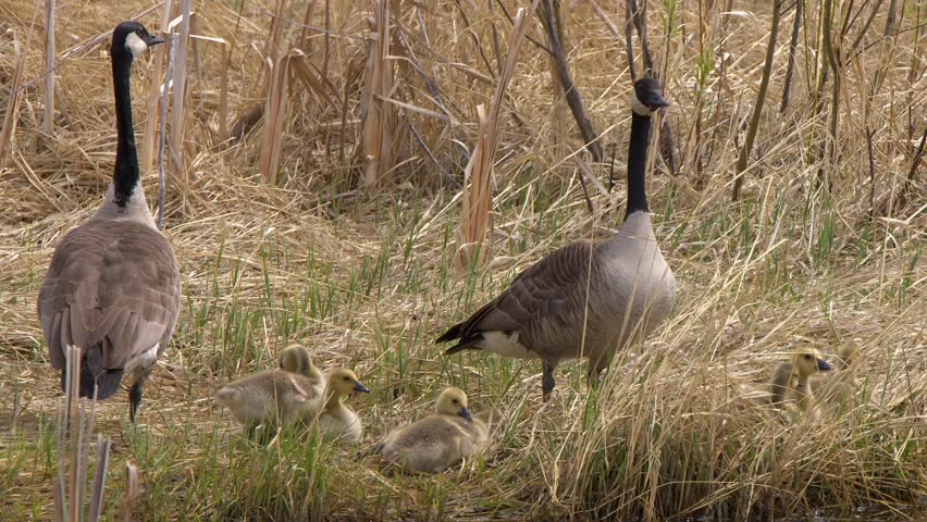 Canada Goose pair watch over their brood of goslings on wetland shore