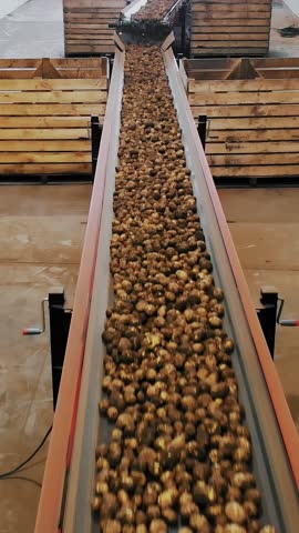 Potato harvesting. top view. freshly picked, sorted potato tubers are moving on a conveyor belt machine in warehouse. Automated agriculture. farming technologies.