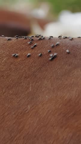 Alpine cows. insects. flies on cows. close-up. a lot of flies on the cow's fur. farming.