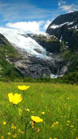 Jostedalsbreen National Park, Sogn Og Fjordane County, Norway. Wild Flowers Blooming Near Boyabreen Glacier In Spring Sunny Day. Famous Norwegian Landmark And Popular Destination.
