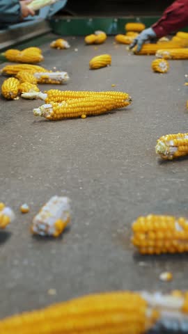 Corn cobs on conveyor belt. close-up. de-foliated corn cobs are moving on automated conveyor belt. workers control quality of raw materials. Agribusiness. Corn processing factory. Agriculture.
