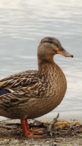 Wildlife - Birds. ducks on a lake. Birdwatching. close-up. waterfowl in natural environment. water background. Following birds in their habitat.