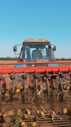 Potato harvesting. potato harvester. mechanized process of harvesting potatoes on a farming field, using special agricultural equipment.