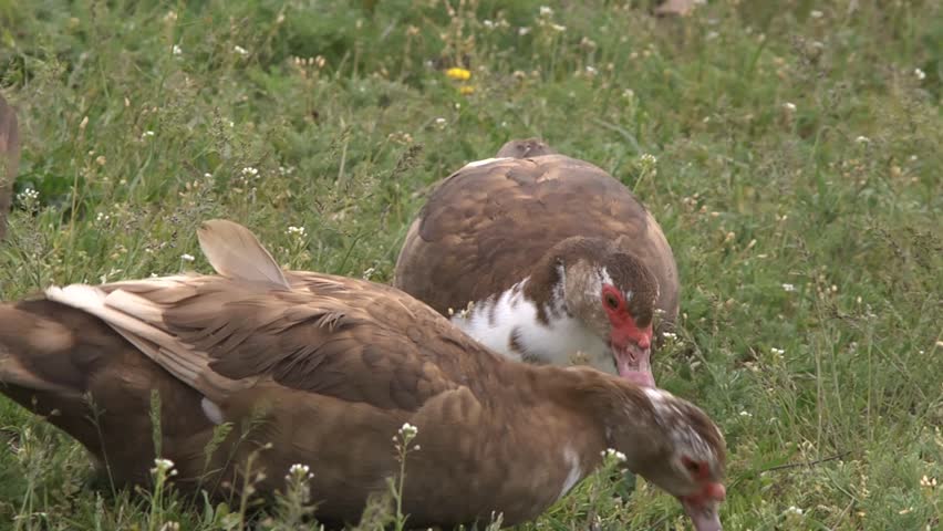 mountain duck free license throttling