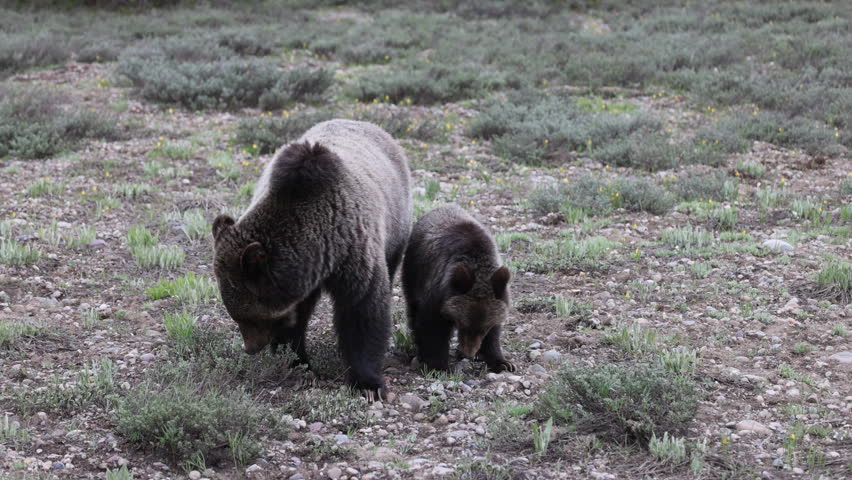 Grizzly Bear Sow and Cub in Grand Teton National Park Wyoming in Spring