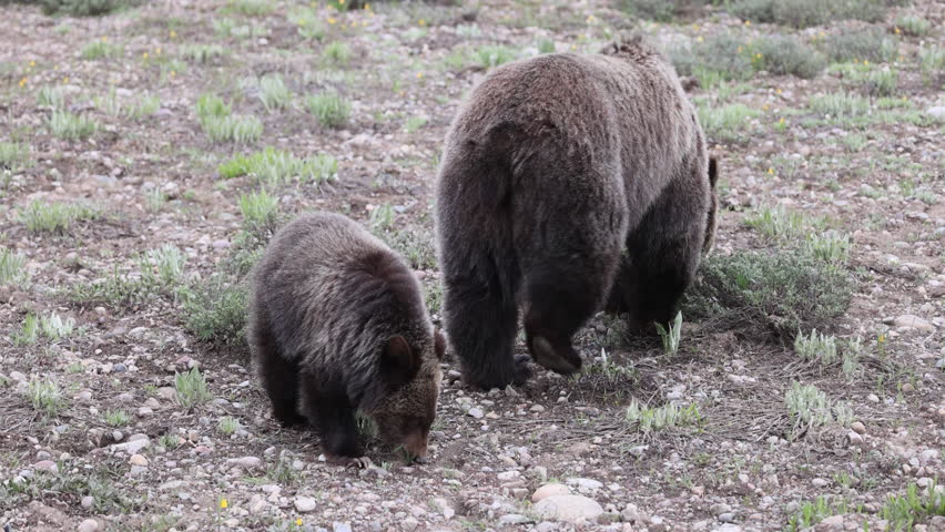 Grizzly Bear Sow and Cub in Grand Teton National Park Wyoming in Spring