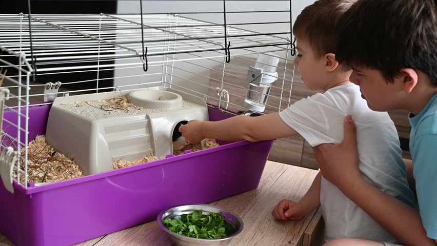 Children take care of pet guinea pigs at home. Younger boy feeds them, older one supports.