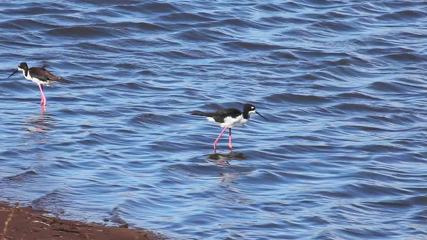The Hawaiian Stilt,  Himantopus mexicanus knudseni, Ae