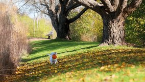 Small dog running funny and holding pumpkin in front of him on bright green grass with falling leaves on a sunny autumn day - Powered by Shutterstock - Get 15% off with code: PIKWIZARD15