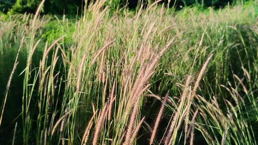 blady grass, cogongrass, spear grass and satintail (Imperata cylindrica) that are blown by the wind and grow abundantly