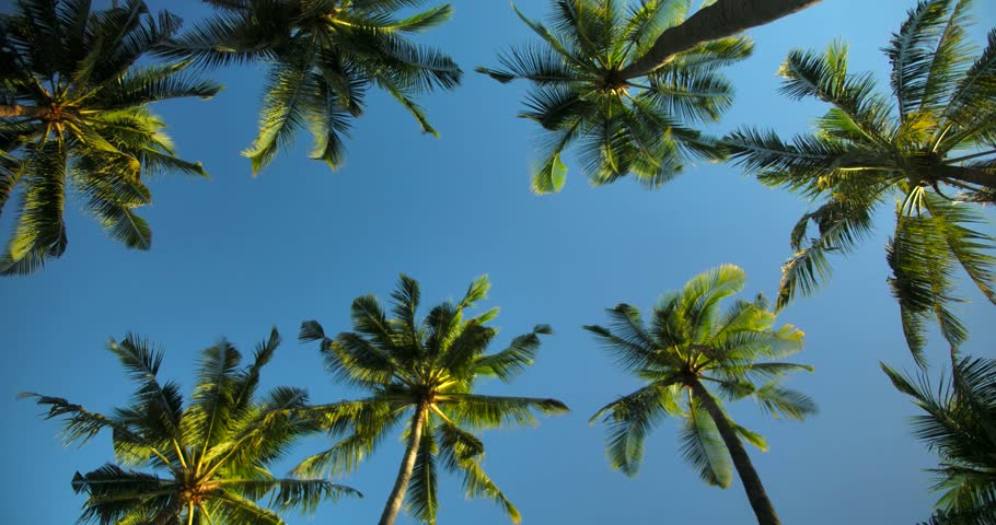 Tall palm trees swaying in the breeze against blue sky with copy space - slow panning motion