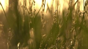 Tall golden grasses sway gently in the wind, glistening under the sunlight, creating a serene and dreamy scene of nature in motion.

 - Powered by Shutterstock - Get 15% off with code: PIKWIZARD15