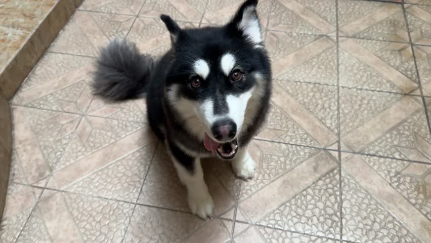 4K footage video of alaskan malamute dog excited to play while barking. Cute, smiling and tongue sticking out. Ready to play with its master.