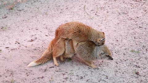Mongoose Courtship, animal couple and fight