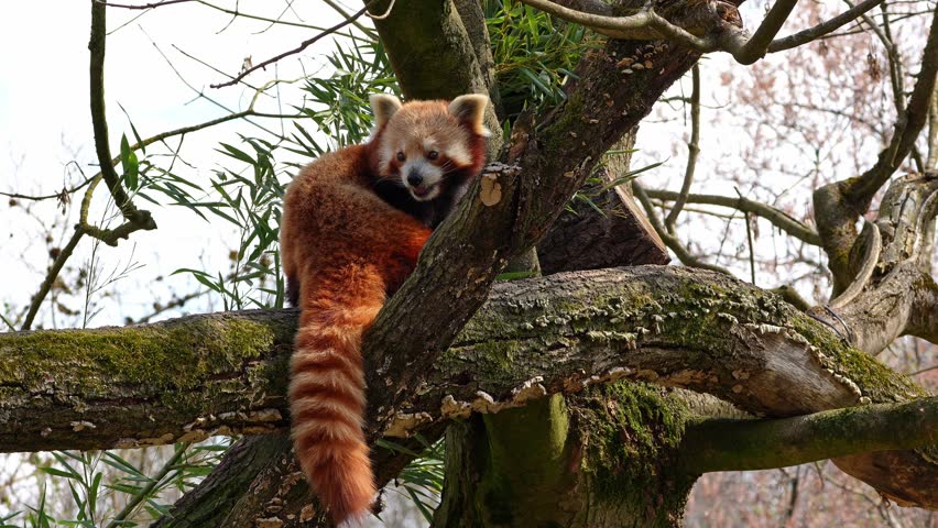 The red panda, Ailurus fulgens, also called the lesser panda and the red cat-bear sitting on a tree.