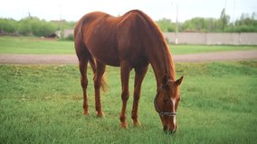 A reddish-brown horse with a short, neatly groomed mane grazes in a lush green field. The horse lowers its head to eat the grass. - Powered by Shutterstock - Get 15% off with code: PIKWIZARD15