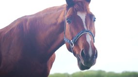 A reddish-brown horse with a short, neatly groomed mane grazes in a lush green field. The horse lowers its head to eat the grass. - Powered by Shutterstock - Get 15% off with code: PIKWIZARD15