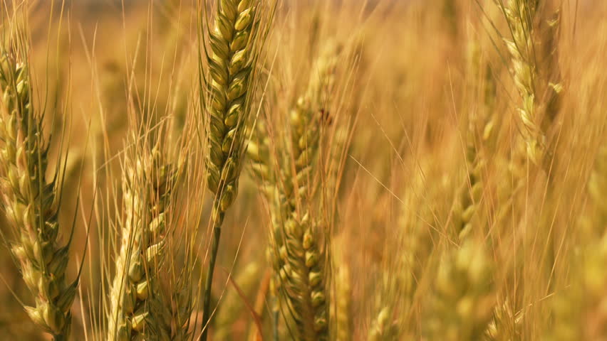 Close-up View of Wheat Stalks in a Field