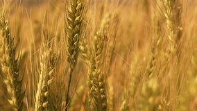 Close-up View of Wheat Stalks in a Field - Powered by Shutterstock - Get 15% off with code: PIKWIZARD15