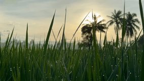 the atmosphere of a bright morning sunrise in a green, dewy, fresh rice field, footage, 4k, portrait, landscape - Powered by Shutterstock - Get 15% off with code: PIKWIZARD15